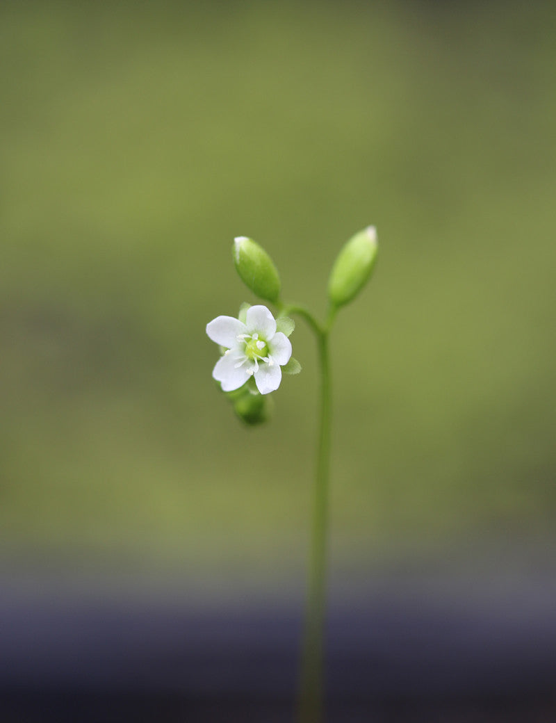 Drosera rotundifolia seeds - 0