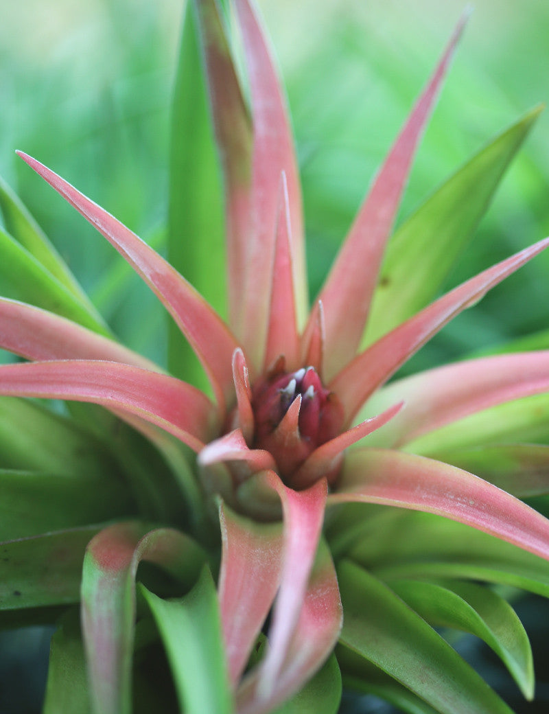 Tillandsia velutina - 10 à 12 cm