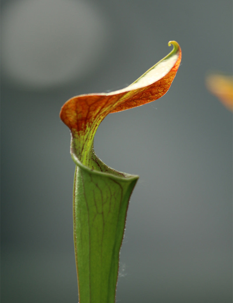 Sarracenia alata red throat x oreophila