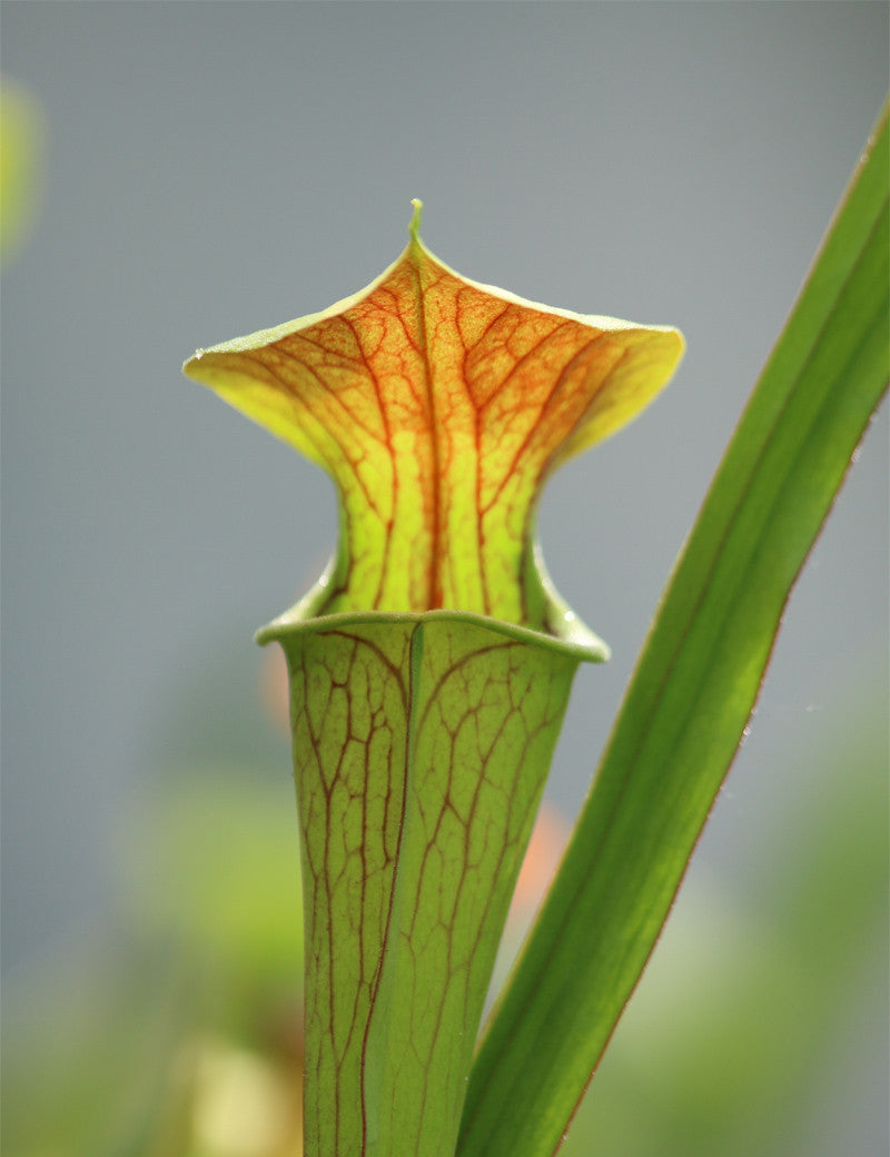 Sarracenia alata roter Hals x oreophila