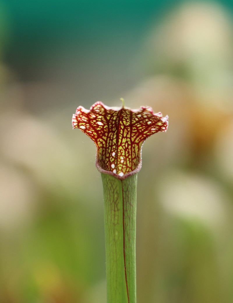 Sarracenia excellens x (minor x leucophylla)