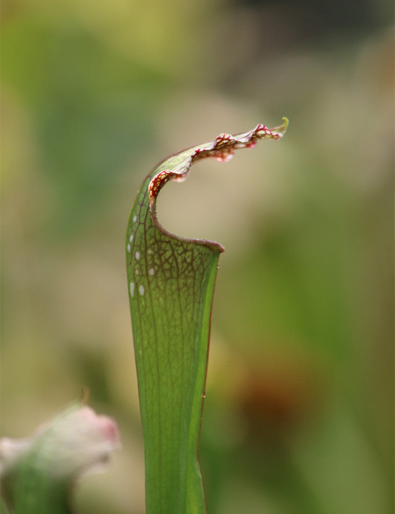 Sarracenia excellens x (minor x leucophylla)