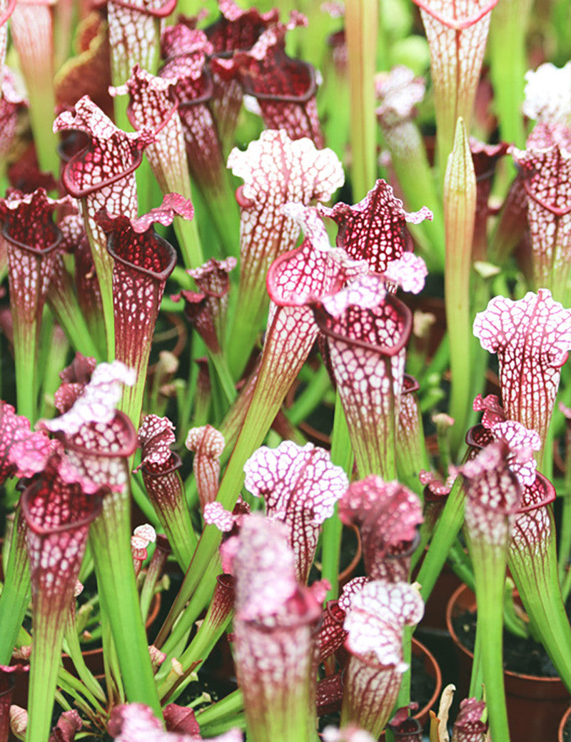 Sarracenia leucophylla 'hybride'