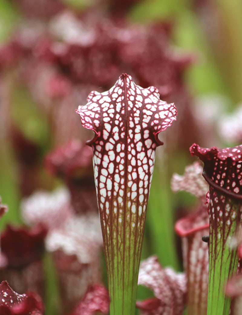 Sarracenia leucophylla 'hybride'