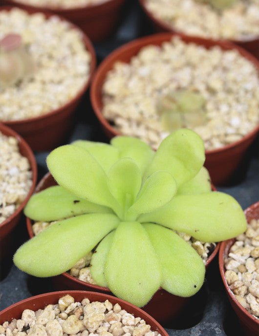 Pinguicula agnata