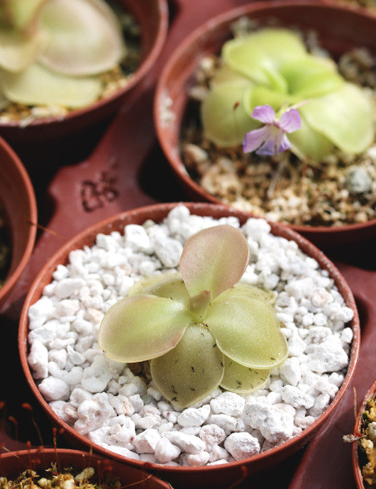 Pinguicula rectifolia