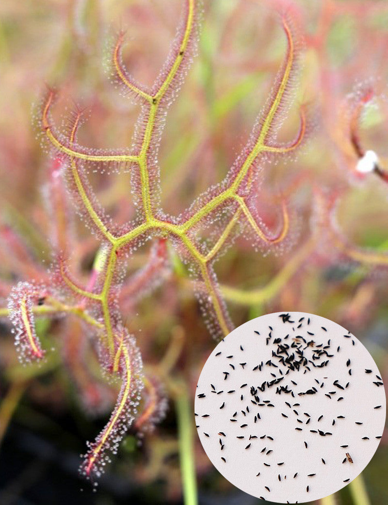 Graines de Drosera binata (MIX)