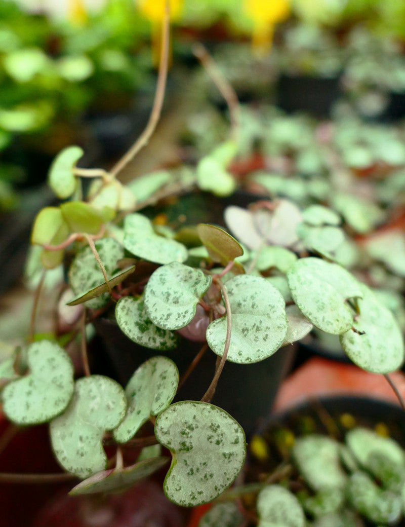 Ceropegia woodii | Zum Transplantieren