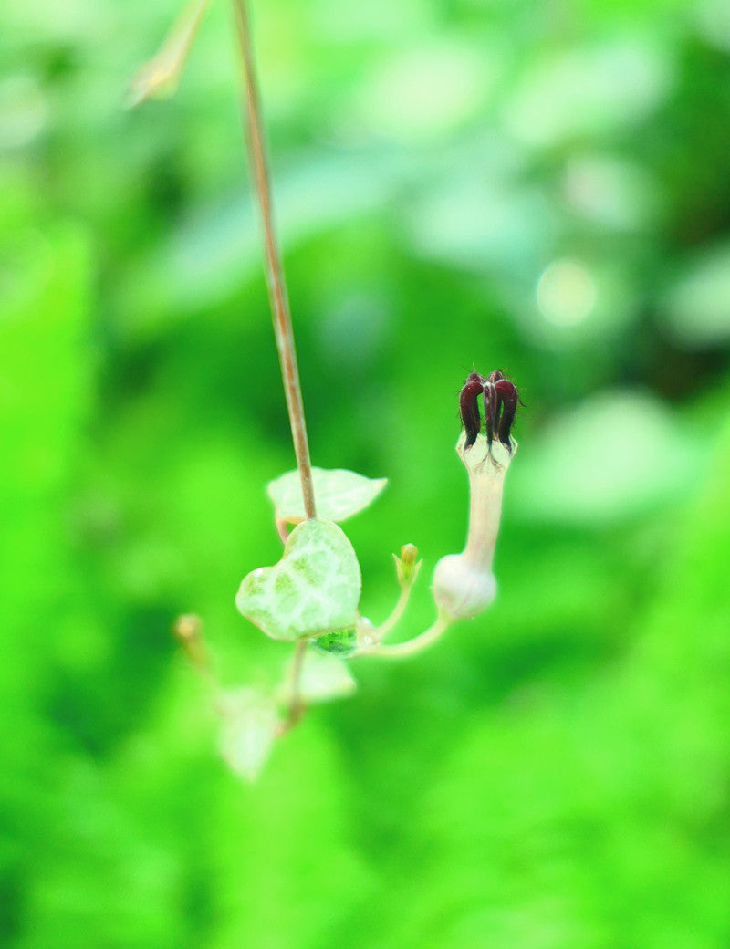 Ceropegia woodii | À repiquer - 0