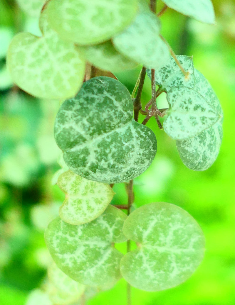 Ceropegia woodii | À repiquer