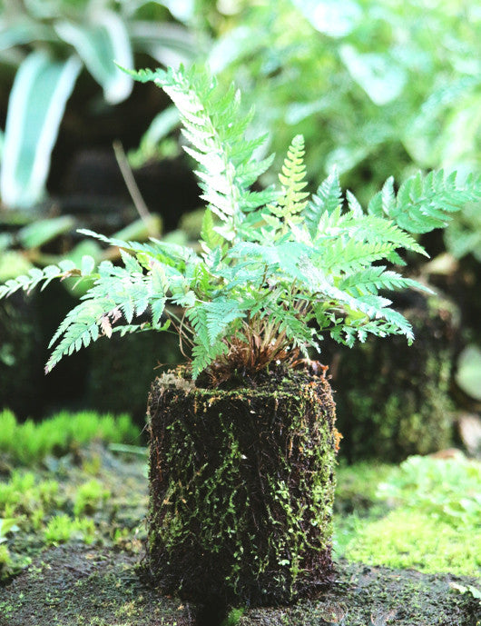 Plantes d'extérieur et d'intérieur