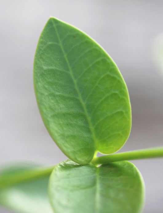 Hoya cummingiana