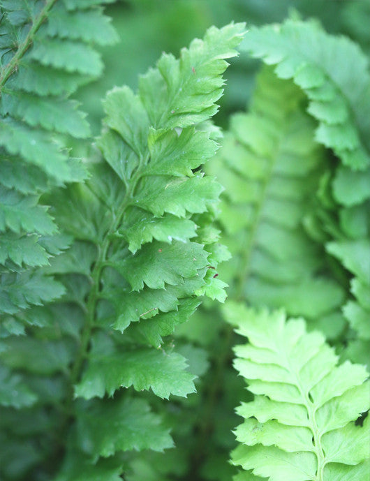 Athyrium spicatum 'chiseled'