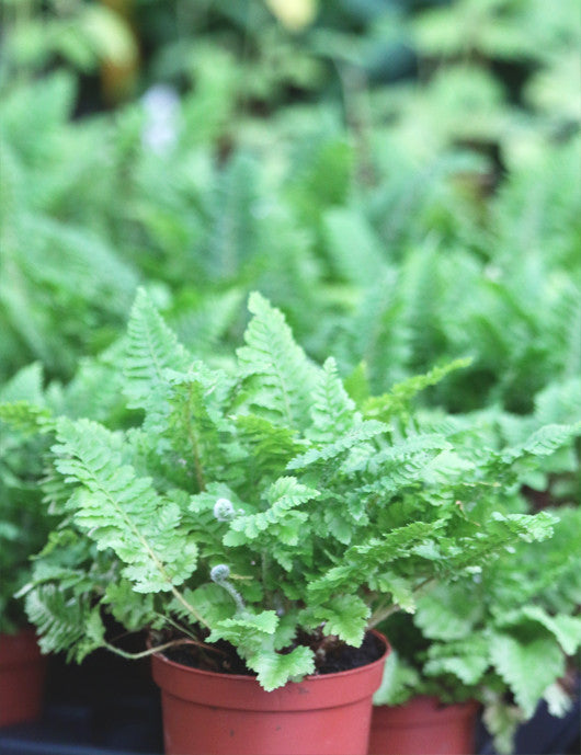 Athyrium spicatum 'gemeißelt'