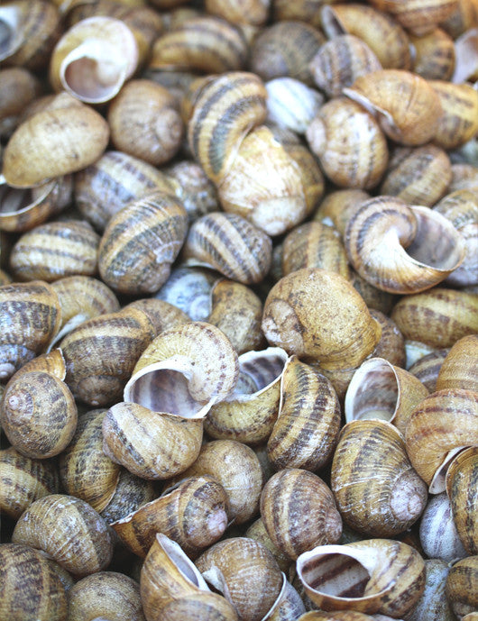 Coquilles d'escargots