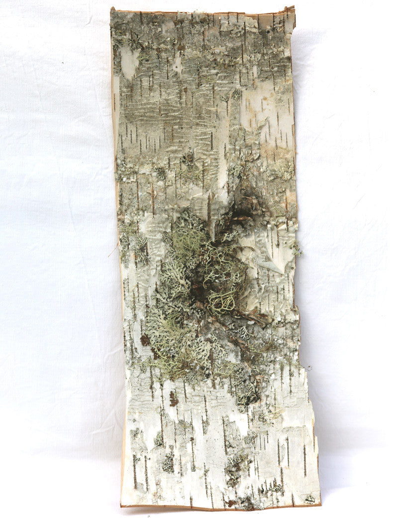 Natural birch bark plate