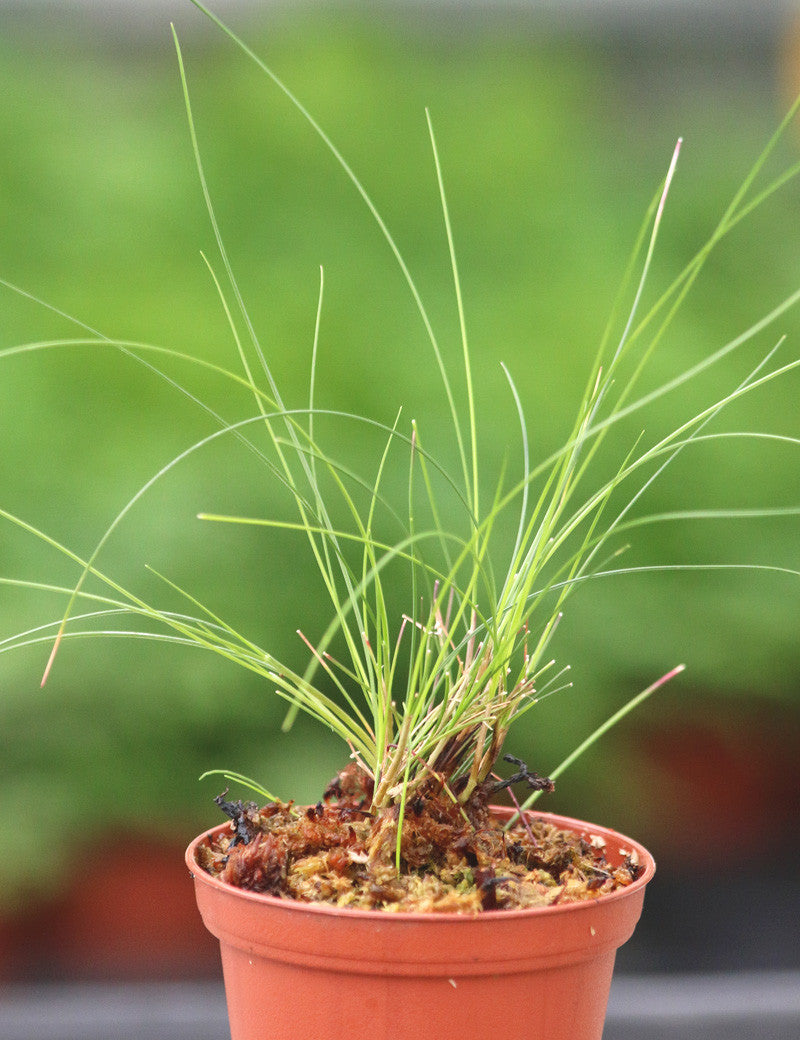 Juncus mini