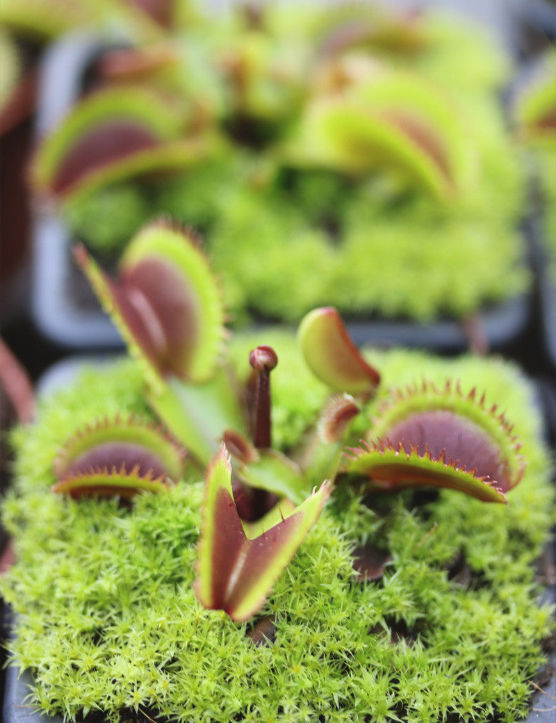 Dionaea red sawtooth - Bohemian garnet