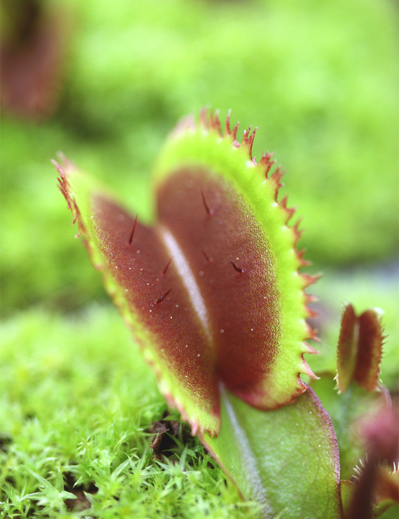 Dionaea red sawtooth - Bohemian garnet - 0