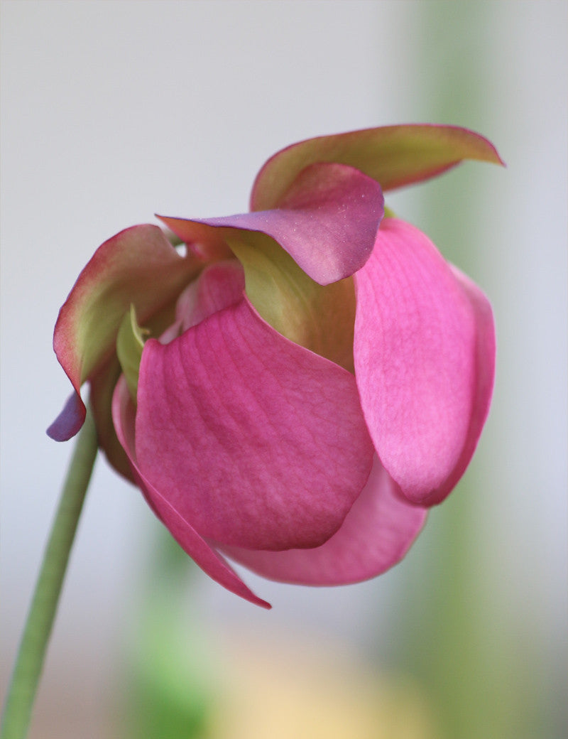 Sarracenia purpurea subsp. venosa