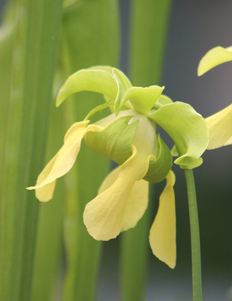 Sarracenia alata roter Hals x oreophila - 0