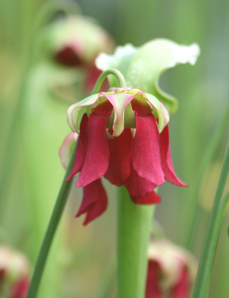 Sarracenia excellens x (minor x leucophylla)