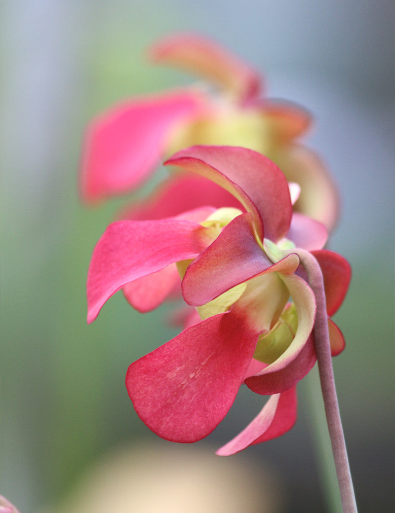 Sarracenia leucophylla 'Hybrid' - 0