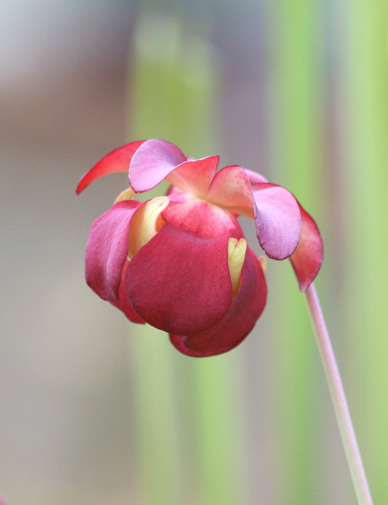 Hybride Sarracenia FIONA - 0