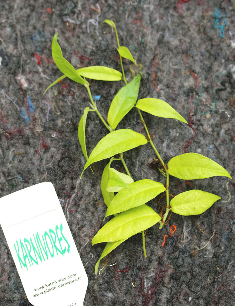 Ficus sagittata | Zum Transplantieren