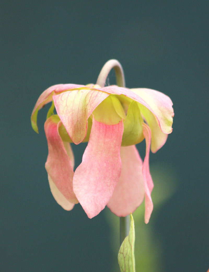 Sarracenia x 'Daniel Rudd'