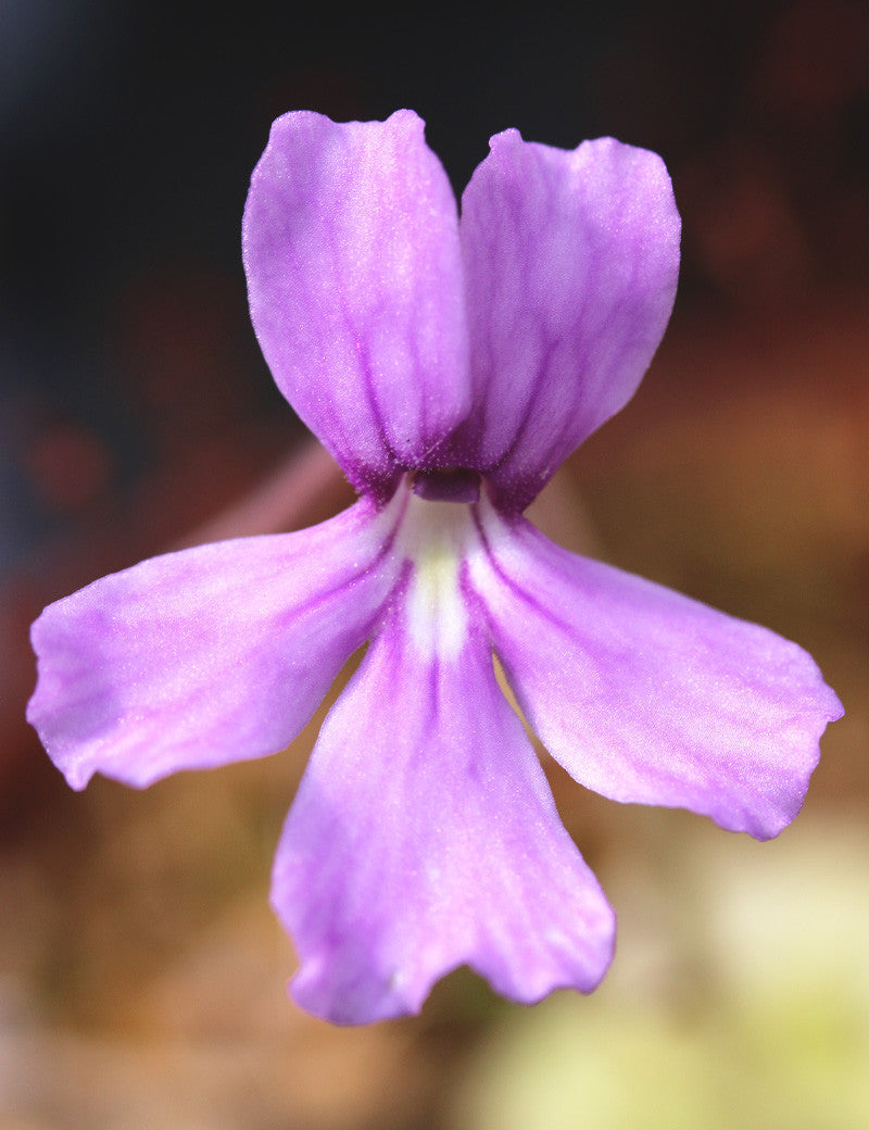 Pinguicula rectifolia