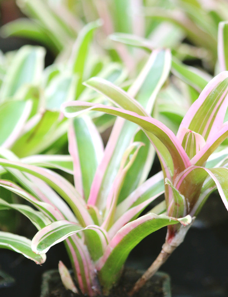 Neoregelia schultesiana 'Hawaii' variegata