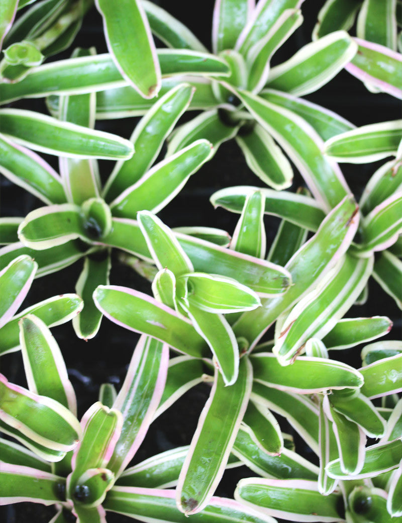 Neoregelia schultesiana 'Hawaii' variegata