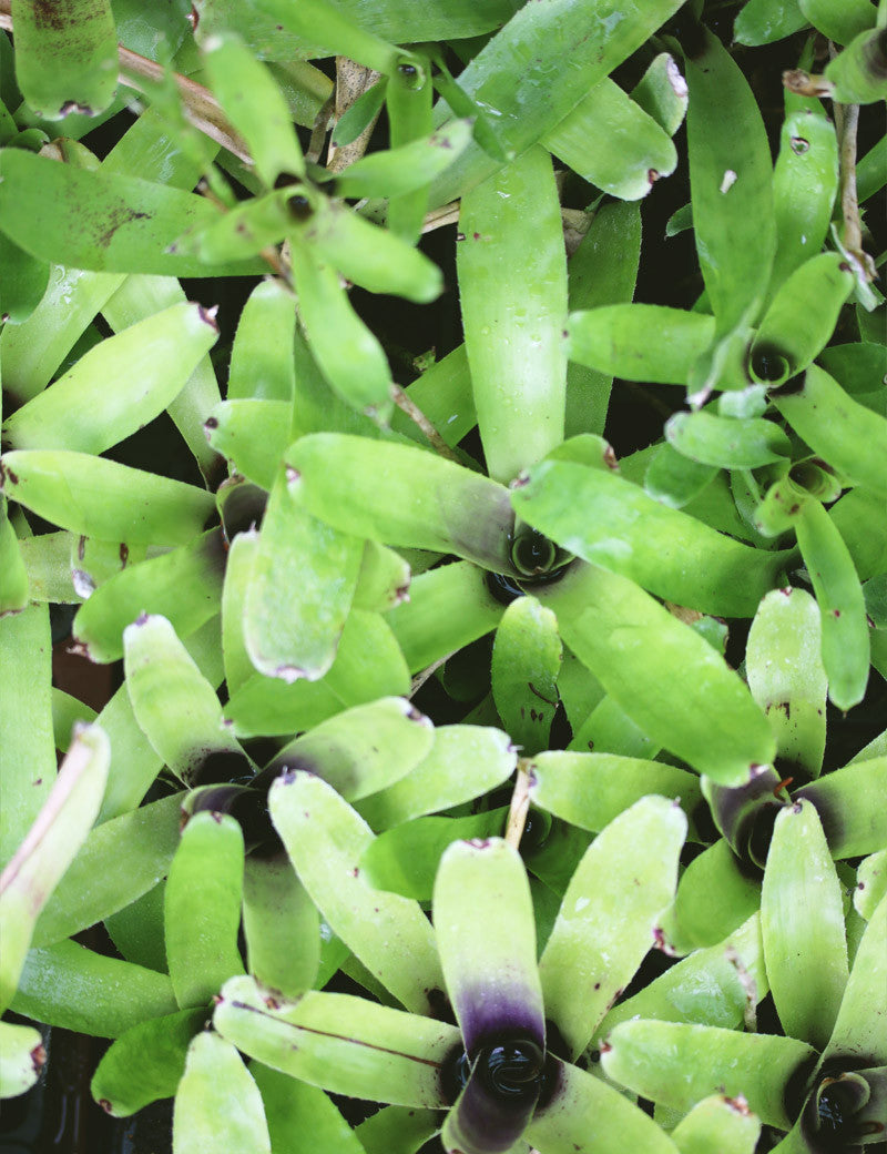 Neoregelia gavionensis