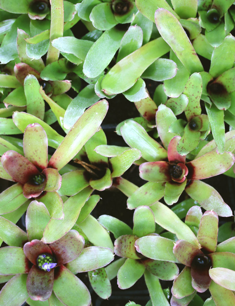 Neoregelia 'Narziss'