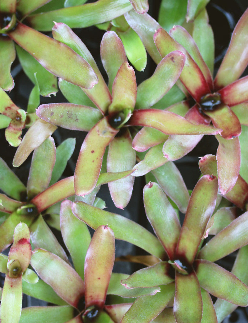 Neoregelia Mephisto - 0