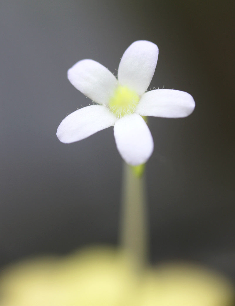 Pinguicula agnata - 0