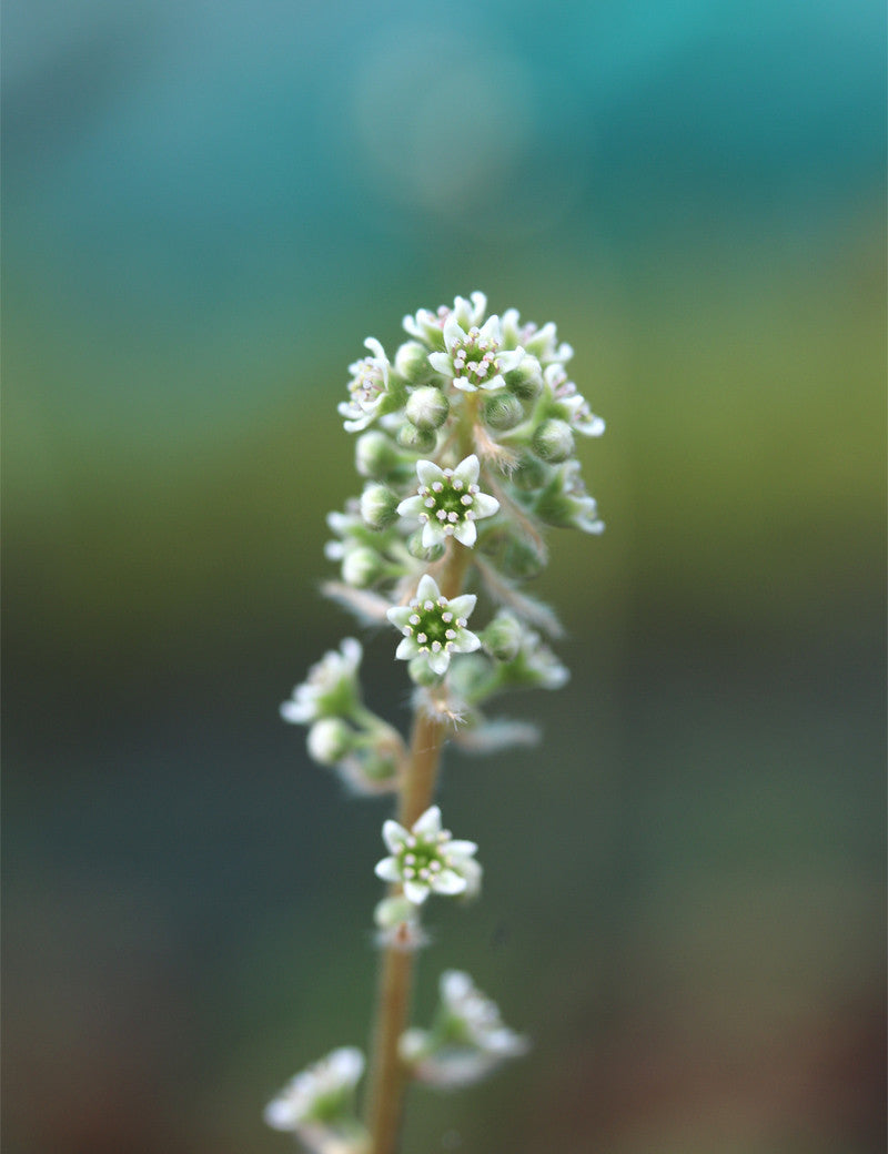 Cephalotus follicularis - 0