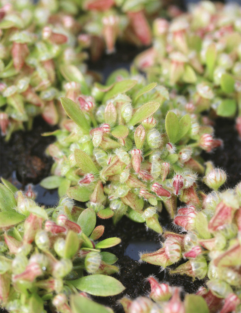 Cephalotus follicularis