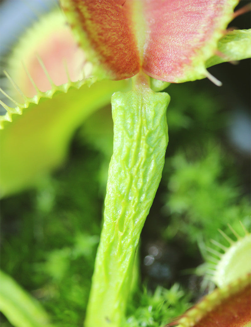 Dionaea muscipula 'Schuppenstiel'