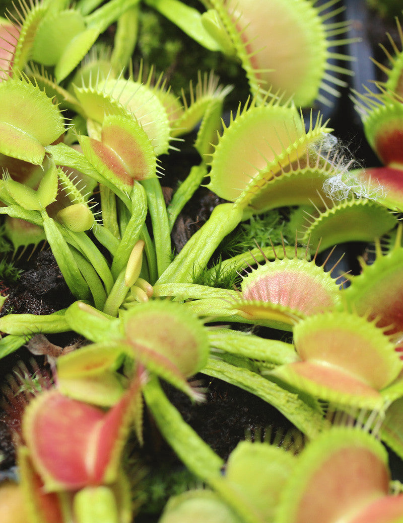 Dionaea muscipula 'Schuppenstiel'