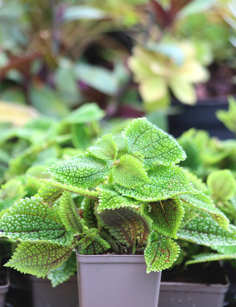 Pilea mollis