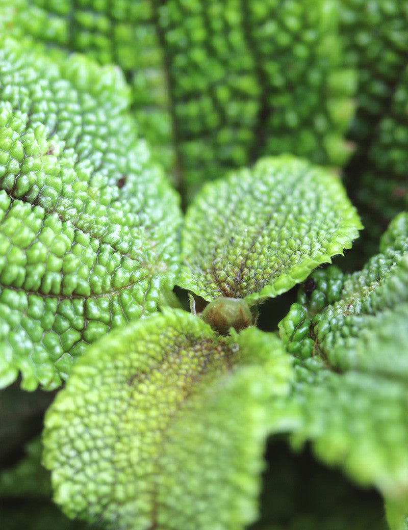 Pilea mollis