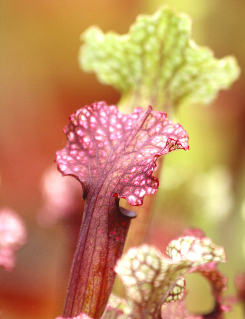 Sarracenia hybrid "Judith soper"