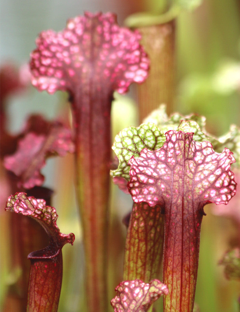 Sarracenia hybride "Judith soper"