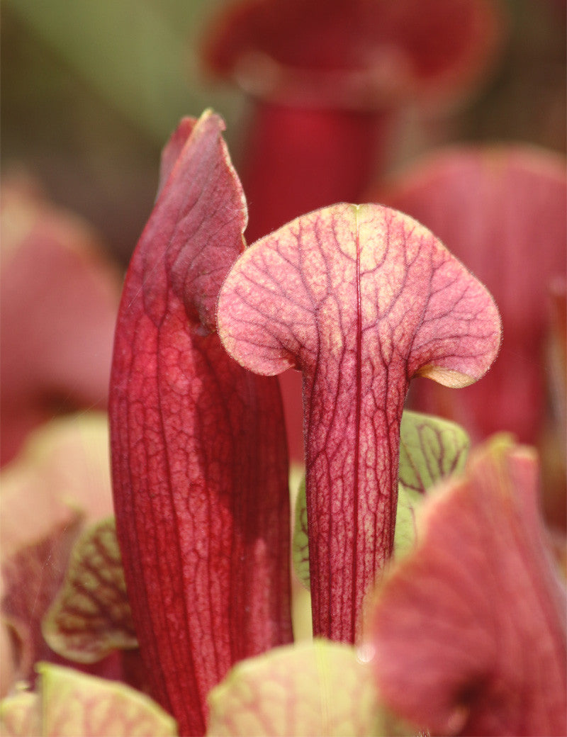 Hybride Sarracenia BARBA