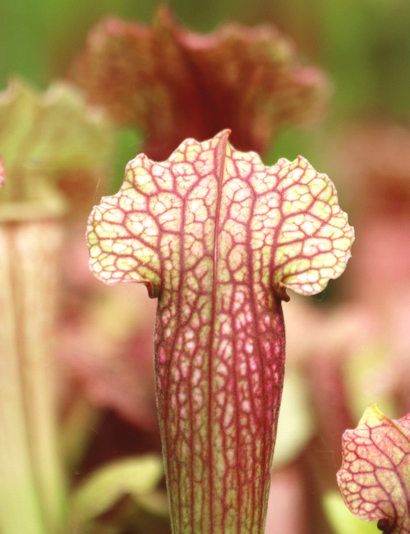 Hybride Sarracenia FIONA