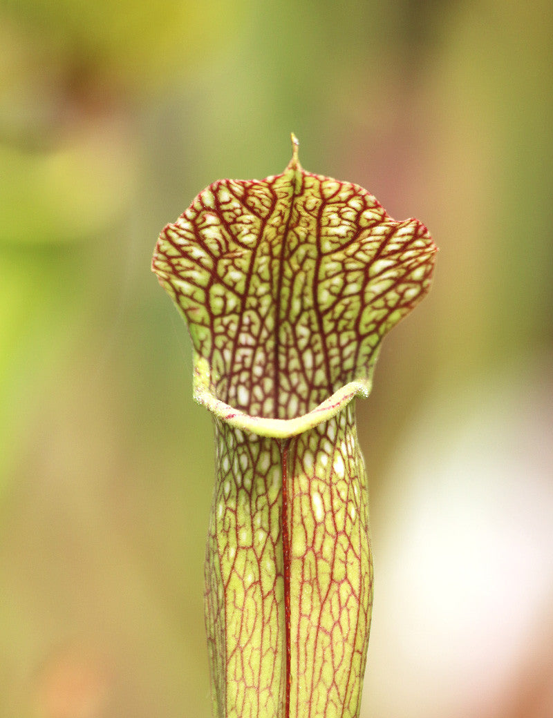 Sarracenia x (x excellens x readii)