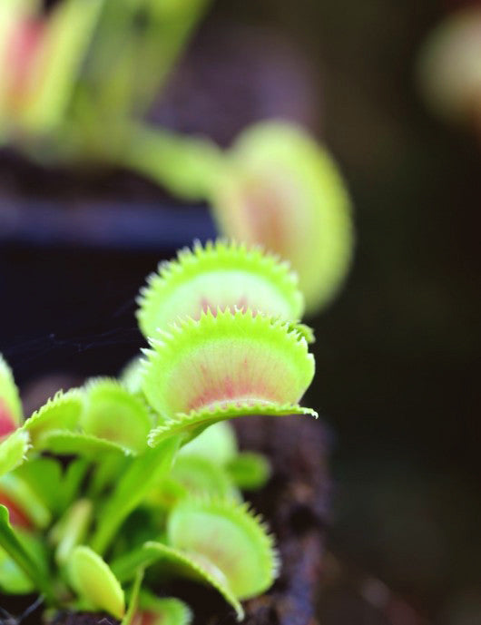 Dionaea dentata