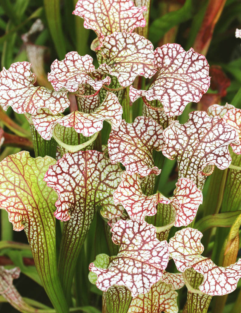 Sarracenia x 'Daniel Rudd'